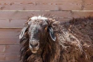 Brown curly sheep at the fence. Curly long hair. White crest. Lop-eared. Big eyes. photo