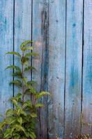 Grunge background. Blue old fence with peeling and cracked paint. A green branch grows in front of the boards. Vertical frame. photo