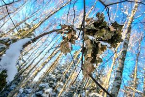 rama de roble árbol con hojas en el invierno bosque. foto