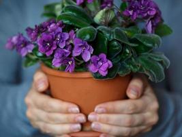 Woman holding a pot of violet photo