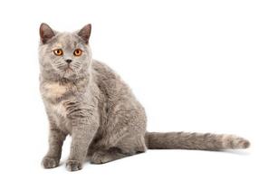 British kitten on white background photo