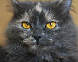 Beautiful portrait of a grey cat photo