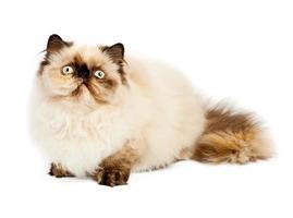 Cream Persian cat photo