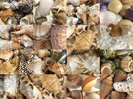 Set of images of different types of marine and oceanic shells photo
