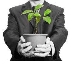 Businessman is holding a plant in pot photo