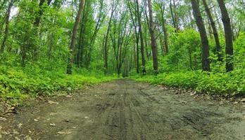 Forest dirt road photo