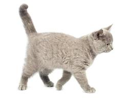 Isolated cute grey British cat photo