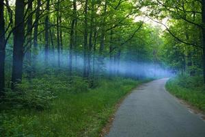 azul fumar se extiende terminado el la carretera en el bosque