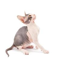 Sphynx kitten on white background photo