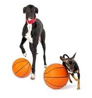 Greyhound dog and toy dog  with a basketballs photo