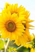 Sunflowers close-up view photo