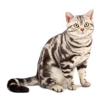 American Shorthair cat photo