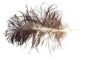 Ostrich feather on white background photo