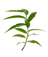 leaf vine Isolate on transparent background PNG file