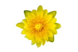 giallo loto fiore su trasparente sfondo png file