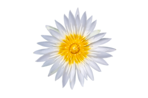 White lotus flower on transparent background PNG file