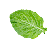 Blätter von Collards isoliert png