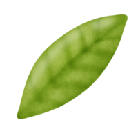 leaf clipart in watercolor style . png