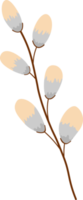 Branch Pussy Willow png