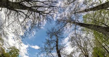 Spinnen und Drehung und unterhalb hoch Wald mit ungeschickt Geäst. Bäume wachsend im das Himmel mit Schleife drehen video