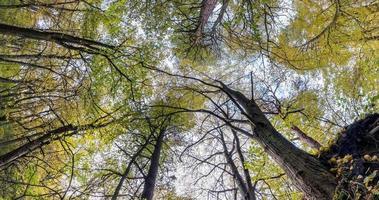 spinning and torsion and underneath tall forest with clumsy branches. Trees growing in the sky with loop rotate video