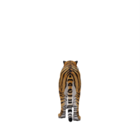 3d tiger isolerat png