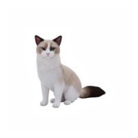 Ragdoll süß Katze png