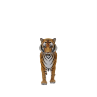 3d tijger geïsoleerd png