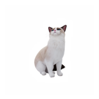 Ragdoll süß Katze png