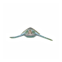 3d ocean turtle isolated png