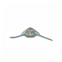 3d Oceano Tortuga aislado png