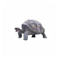 3d schildpad land- schildpad png