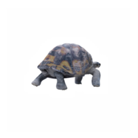 3d Tortoise land turtle png