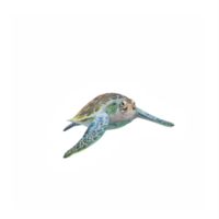 3d océan tortue isolé png