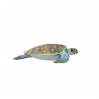 3d oceano tartaruga isolato png
