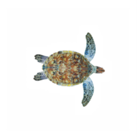 3d oceano tartaruga isolado png