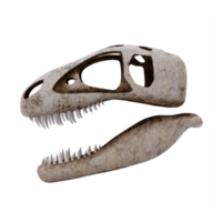 3d tirano saurio Rex cráneo aislado png