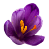 Close up spring flowering crocus with stigmas blooming isolated PNG photo with transparent background. High quality cut out object. Realistic image overlay for website design, layout, social media