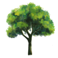 Tree with an isolated background.Garden plant element illustration.Natural object painting png