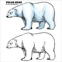 Hand drawing style of polar bear vector