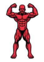 Bodybuilder athlete showing his muscle body vector