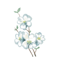 White flowers, a branch of apple branch with flowers png