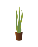 Tall Green Snake Plant in Brown Pot Drawing png