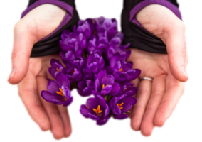 weiblich Hände Schutz Krokus Blumen mit Hände isoliert png Foto mit transparent Hintergrund. hoch Qualität Schnitt aus Objekt. realistisch Bild Overlay zum Webseite Design, Layout, Sozial Medien