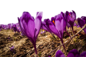 Side view autumn crocus flowers in dry grass isolated PNG photo with transparent background. High quality cut out scene element. Realistic image overlay for website design, layout, social media