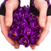 handen Holding bloeiende krokus bloemen zacht geïsoleerd PNG foto met transparant achtergrond. hoog kwaliteit besnoeiing uit voorwerp. realistisch beeld bedekking voor website ontwerp, lay-out, sociaal media