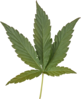 Cannabis, Hanf Blatt Schnitt aus auf transparent Hintergrund. png