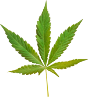 cannabis, hemp leaf cut out on transparent background. png