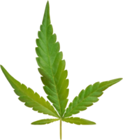 cannabis, hemp leaf cut out on transparent background. png