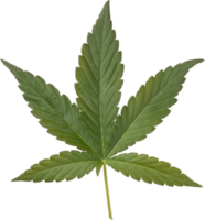 cannabis, chanvre feuille Couper en dehors sur transparent Contexte. png